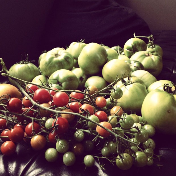 Green Tomatoes